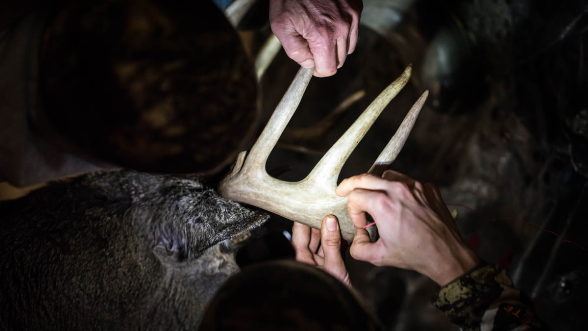 How to Score Deer Antlers (with Pictures) - wikiHow