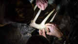Video: How to Score a Whitetail Buck