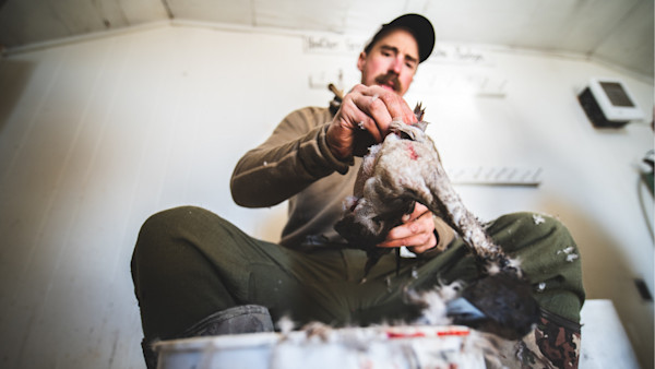 How to Cook Diver Ducks