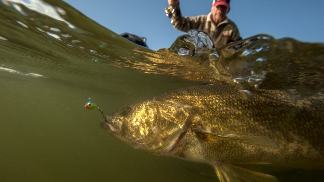 When to add a spinner to your walleye jig! 