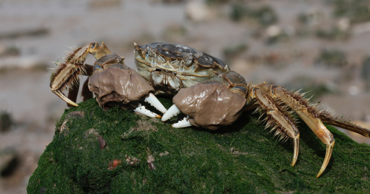 Sundry Invasive 3 Destructive Invasives You've Never Heard Of | MeatEater Conservation News