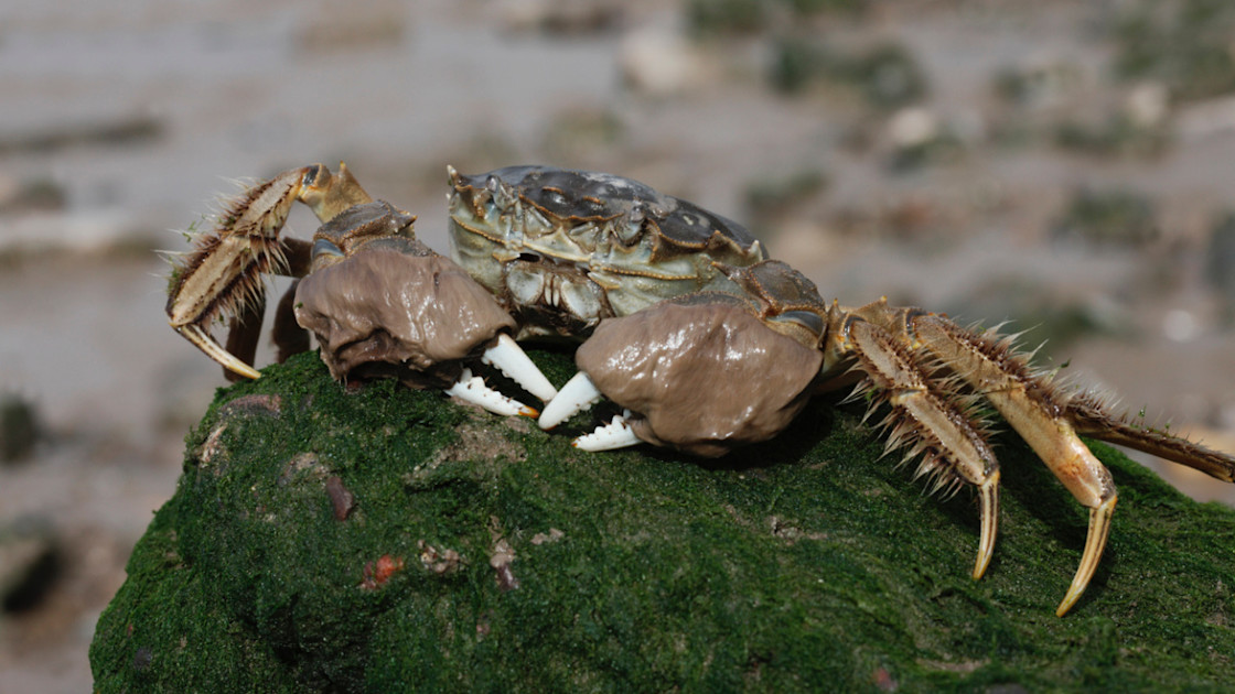 3 Destructive Invasives You've Never Heard Of | MeatEater Conservation News