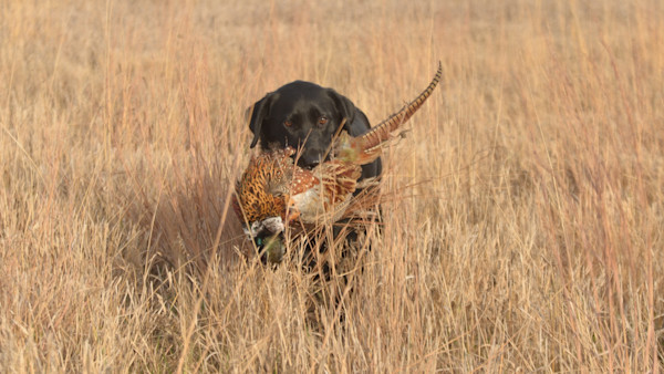 How to Plan an Upland Trip with Your Bird Dog