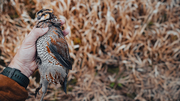 10 Overlooked Upland Hunting Destinations