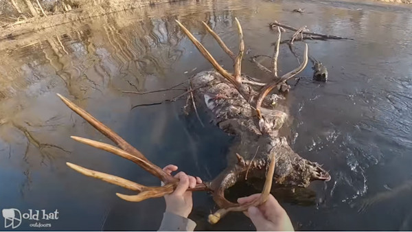 Video: Angler Finds Giant Mule Deer Dead in River