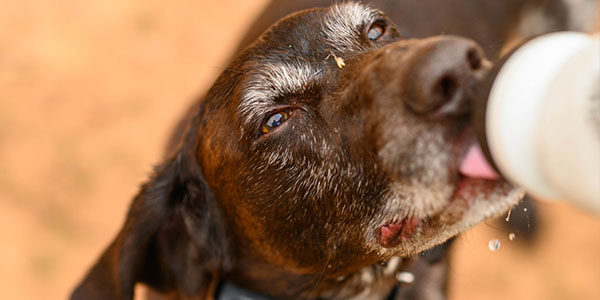 bird dog heat exhaustion