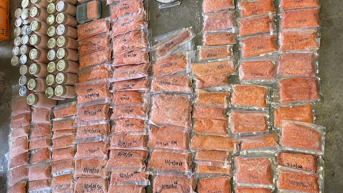 California Poacher Busted with Over 150 Pounds of Illegally Harvested Salmon Roe