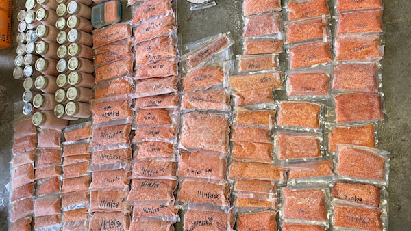 California Poacher Busted with Over 150 Pounds of Illegally Harvested Salmon Roe