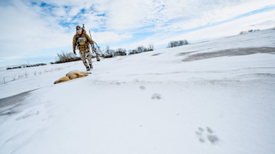 How to Hunt Coyotes