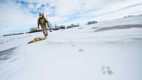 How to Hunt Coyotes