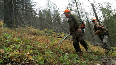 Two hunters in orange caps walking uphill through pine forest, one carrying a shotgun