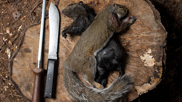 How to Field Dress a Squirrels and Rabbits