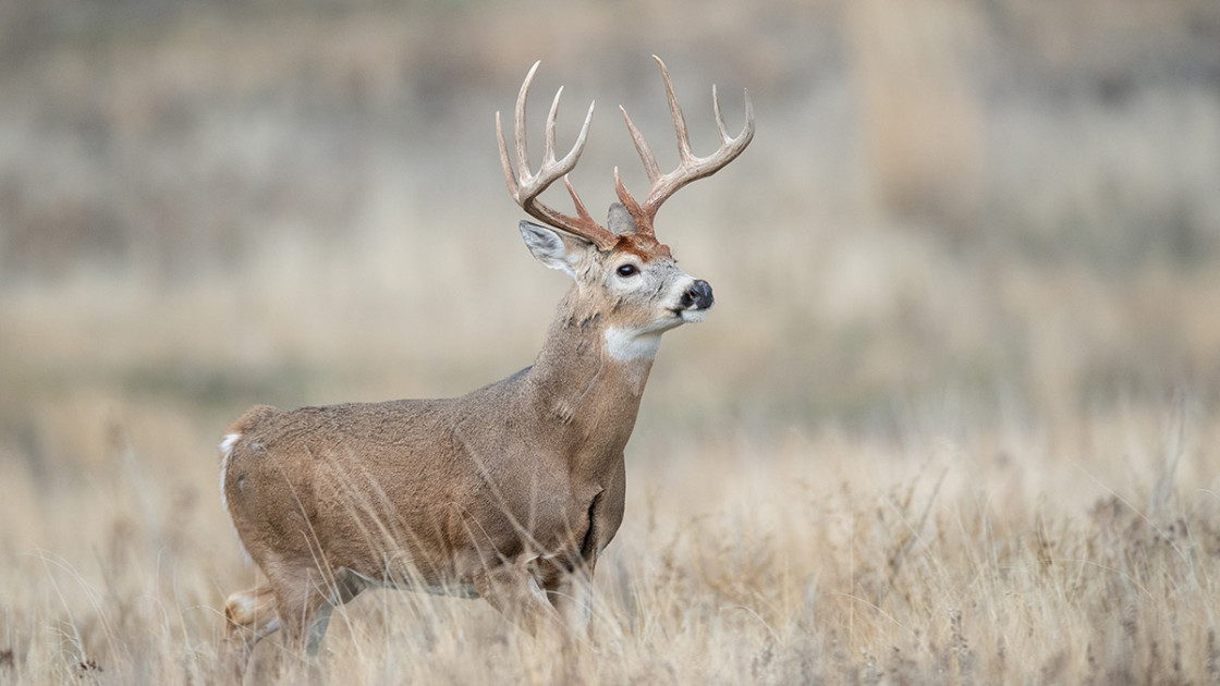 5 Things You Should Do Differently Next Deer Season | MeatEater Wired ...