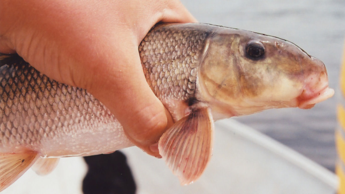 More Weights in Fish, This Time at a Sucker Fishing Tournament