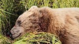 Brown Bear Attack Leaves Alaskan Hunter with Bite and Bullet Wounds