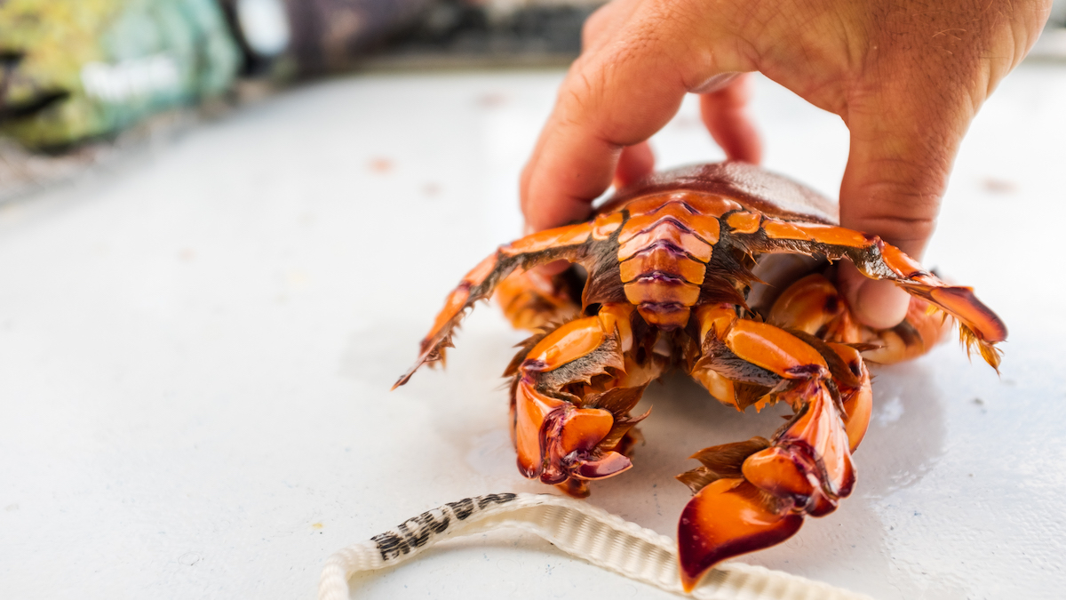 spanner crab