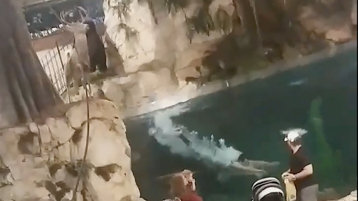 Video: Florida Man Charged for Diving in Bass Pro Fish Tank