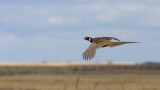 Ask MeatEater: How Do You E-Scout for Upland Birds?