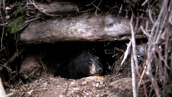 yearling_in_den-2.jpg