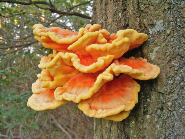 edible fall mushrooms