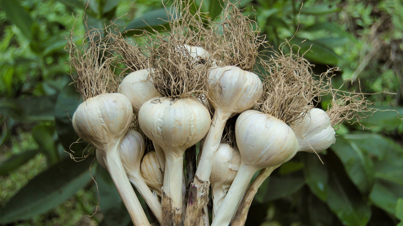 How to Grow Garlic