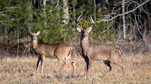 Buck with antlers and doe standing in grassy clearing by pine forest