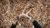 How to Find Shed Antlers in Urban Areas