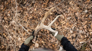 shed hunting tips 3