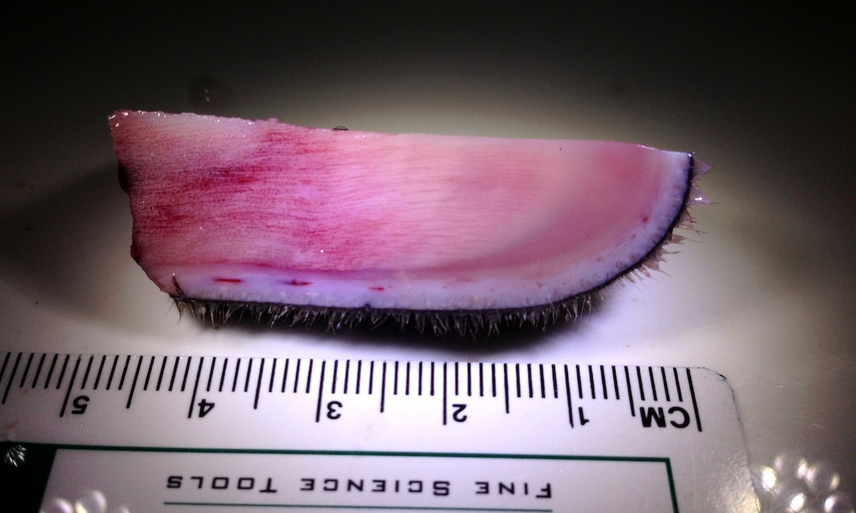 P7-2 - antler slice by Dr Brendan Lee Lab