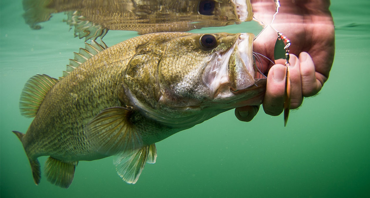 Freshwater fishing: It's almost like the bass think they're safe