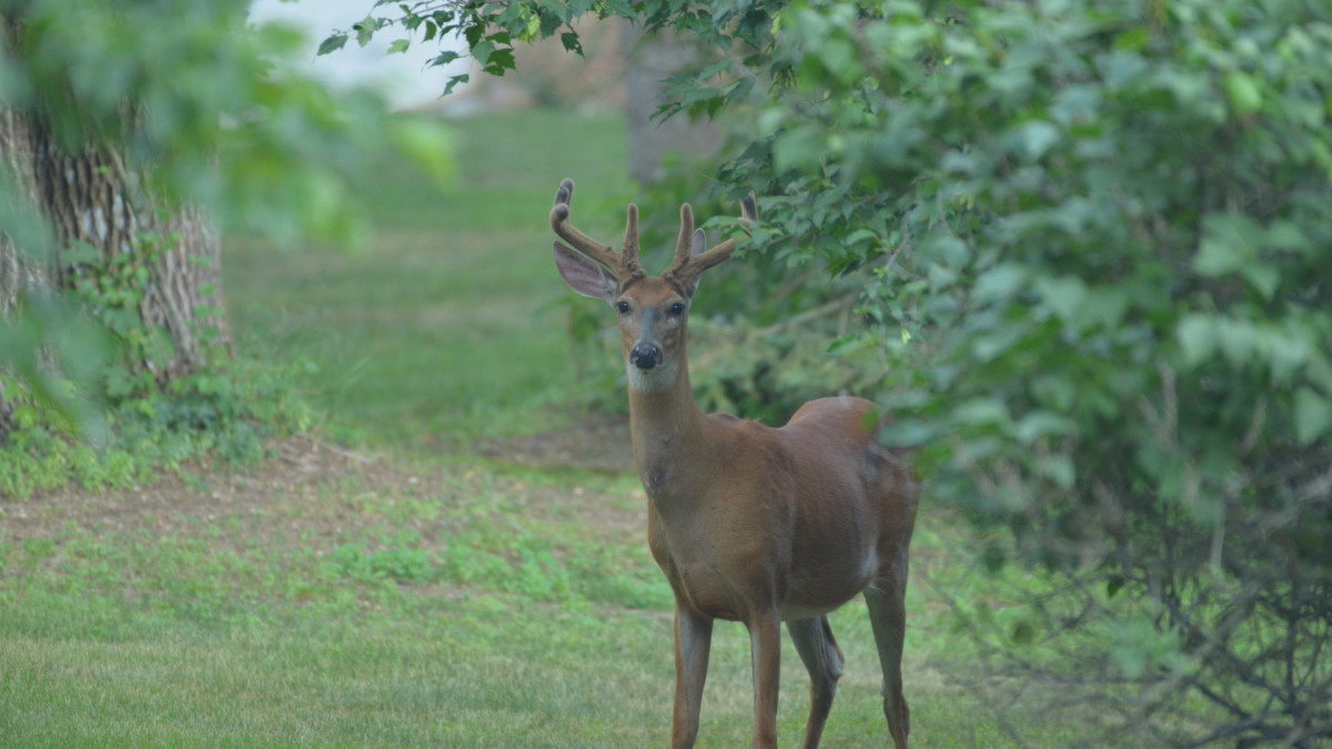 How to Add One New Hunting Spot to Your Whitetail Roster