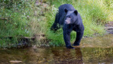 Colorado Sheep Herder Attacked by Black Bear