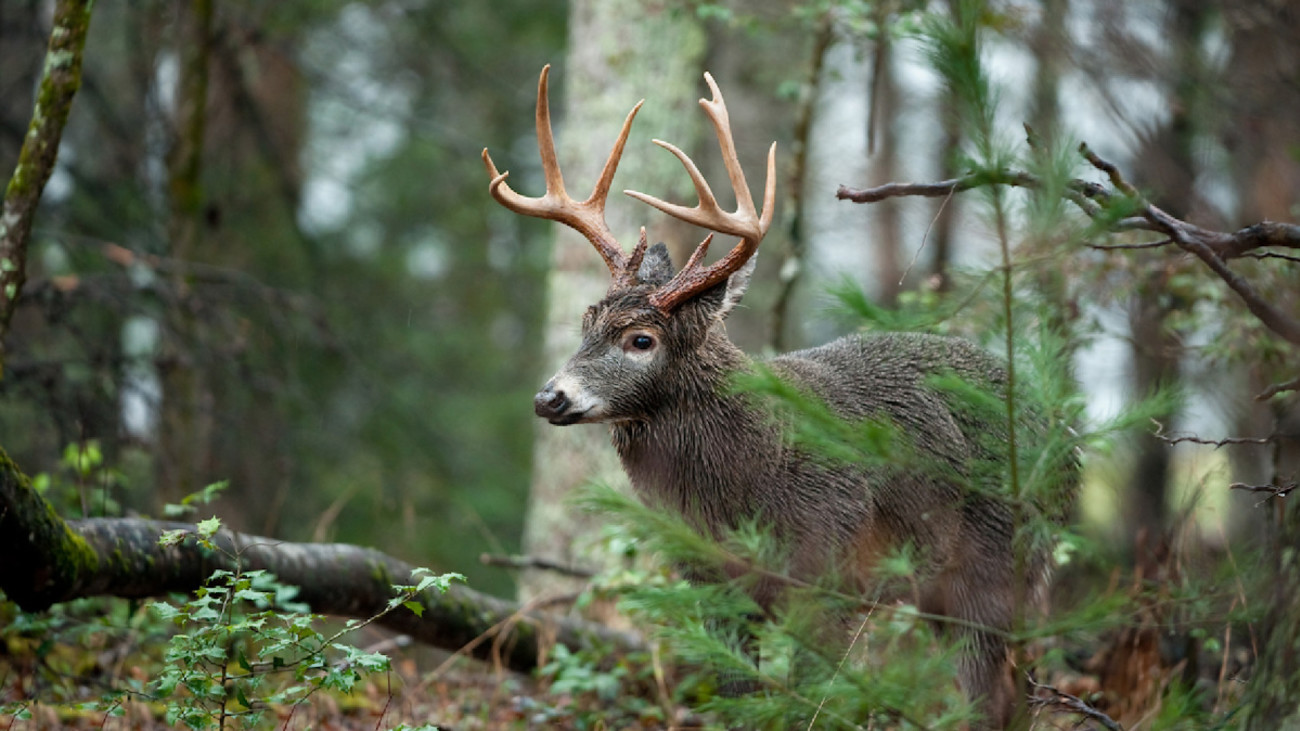 How to E-Scout Big Woods for Whitetails