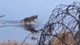 Hunter Captures Video of Extremely Rare Wolf Behavior 