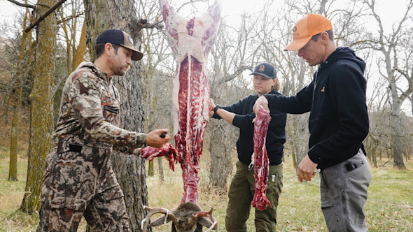 Three hunters skinning deer carcass hanging from a tree