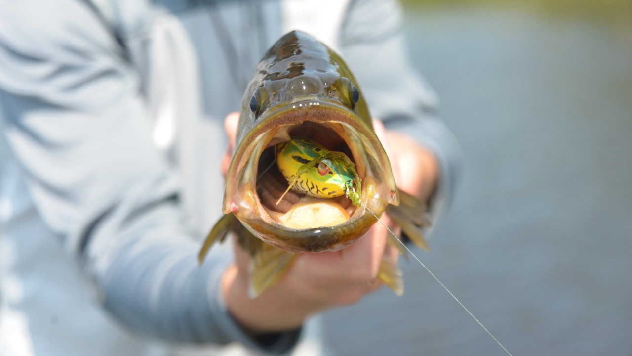Spectacular September smallmouth action - The County