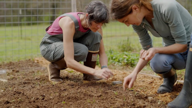 Growing Purple Hull Peas