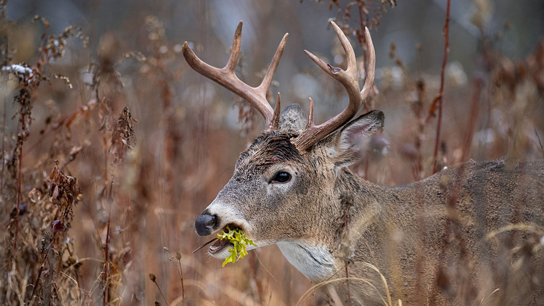 How to Find Bucks on Public Land After the Rut | MeatEater Wired to Hunt