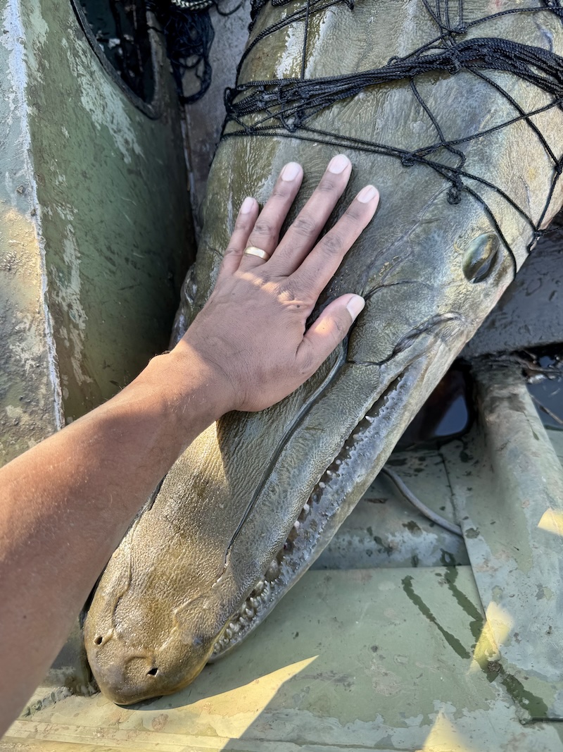 BIGGEST ALG Hand to Head