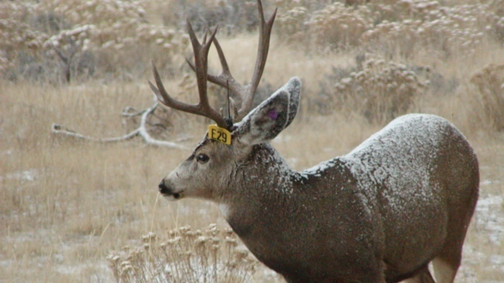 Biopsy Pos Mule Deer By Mike Miller DVM