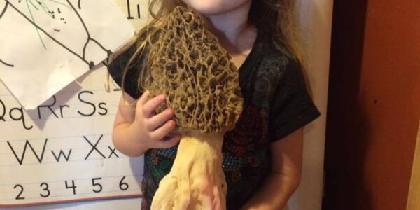 giant morel mushroom