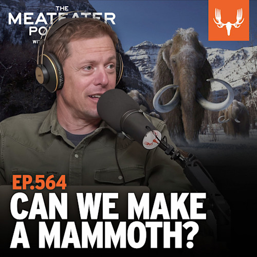 Podcast host speaking into microphone with woolly mammoth behind; text "EP.564 CAN WE MAKE A MAMMOTH?"