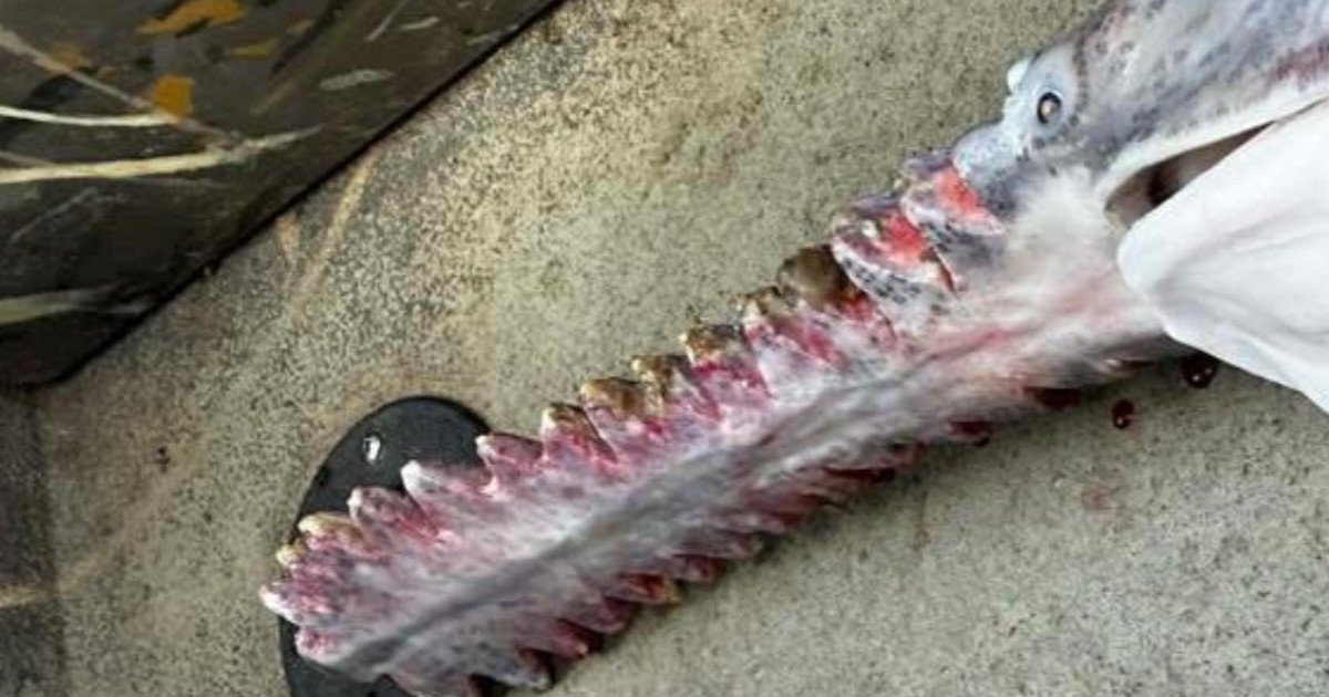 Local Guides in Missouri Offer Reward for Information on Vandalized Paddlefish Local Guides in Missouri Offer Reward for Information on Vandalized Paddlefish