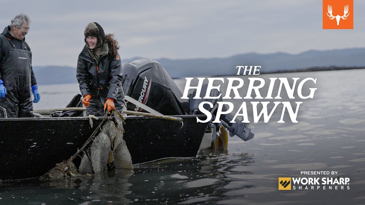 Herring Spawn | Our Way of Life Season 1