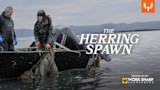 Herring Spawn
