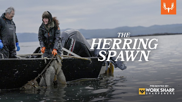 Herring Spawn