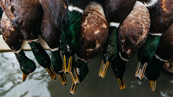 5 Ways to Bag More Ducks
