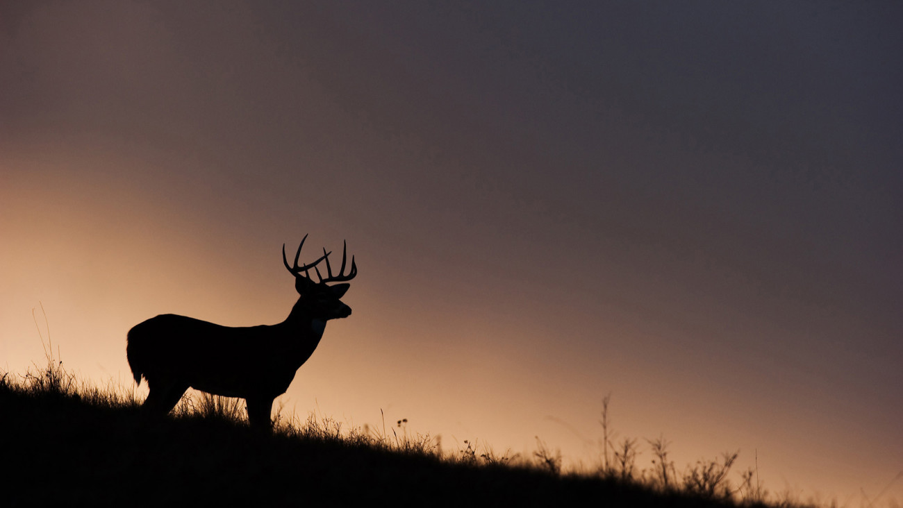 How You Can Make an Impact on CWD Right Now