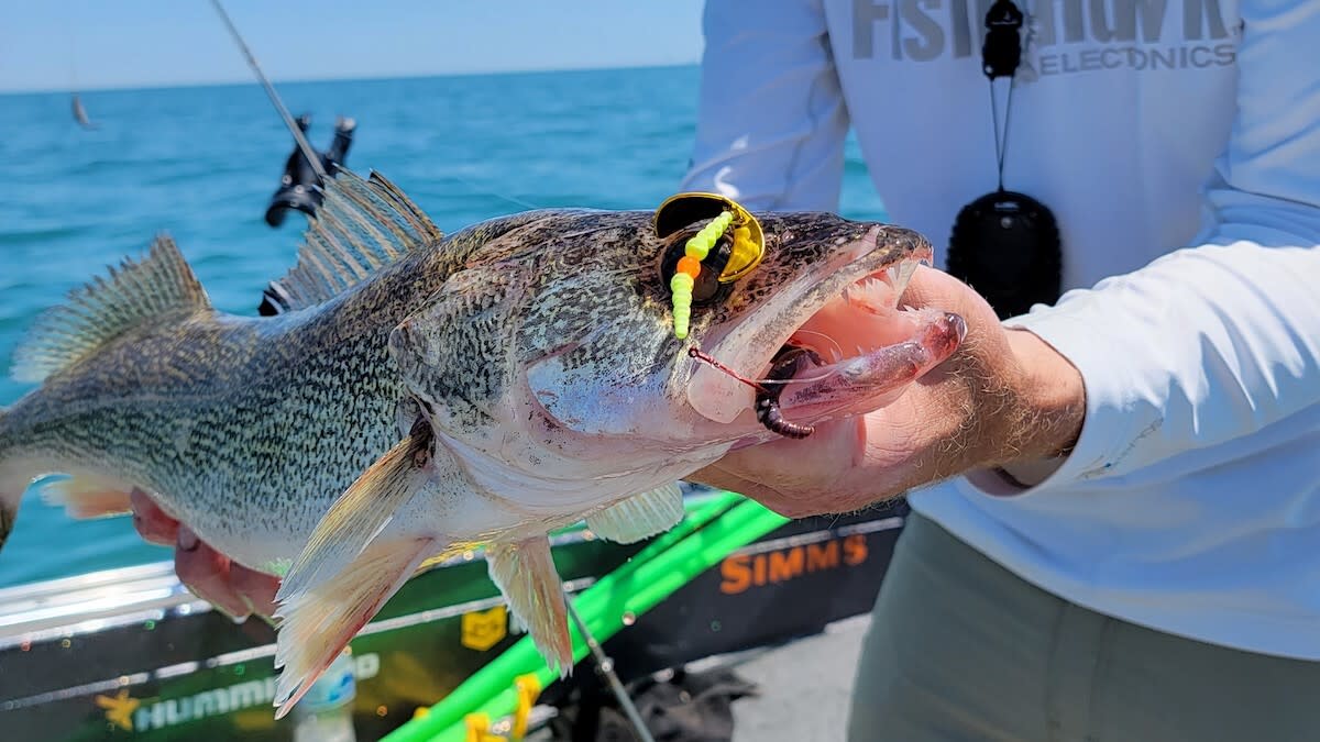 Best Live Bait for Walleye