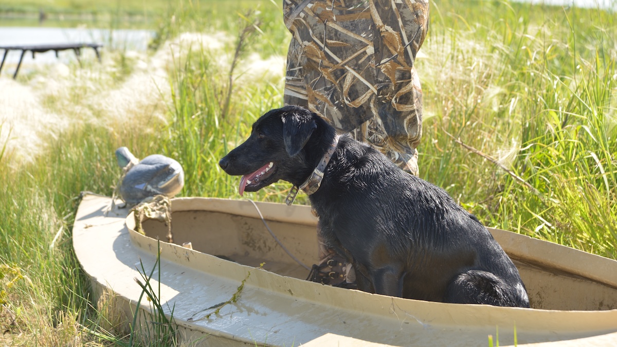 BoatDogs5